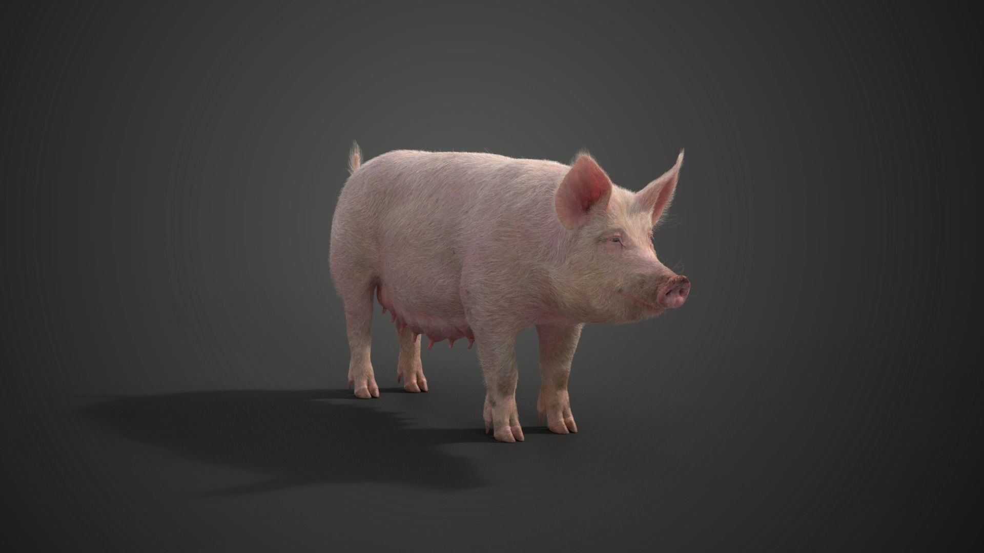 Female Pig with 2 Animations VFX Grace 3D model_5