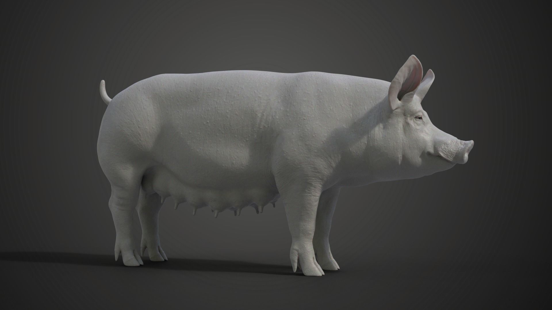 Female Pig with 2 Animations VFX Grace 3D model_10