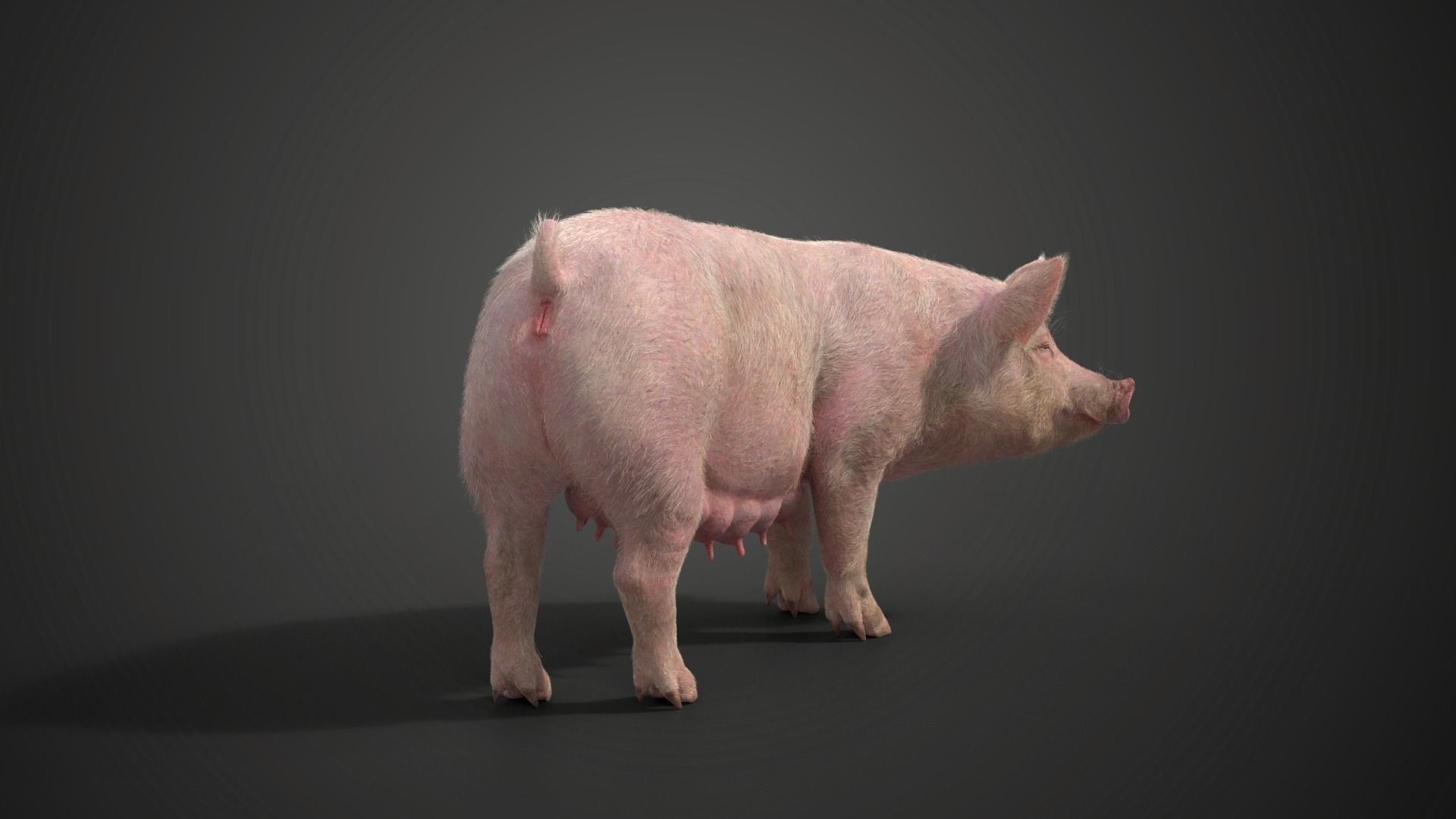 Female Pig with 2 Animations VFX Grace 3D model_8