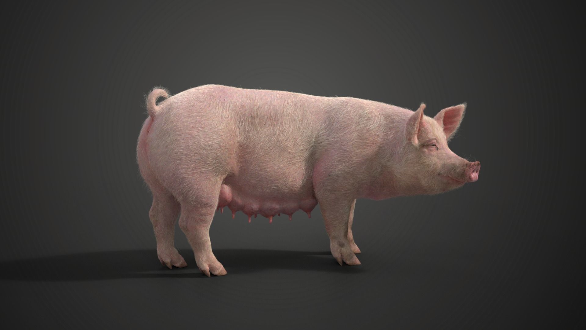 Female Pig with 2 Animations VFX Grace 3D model_7