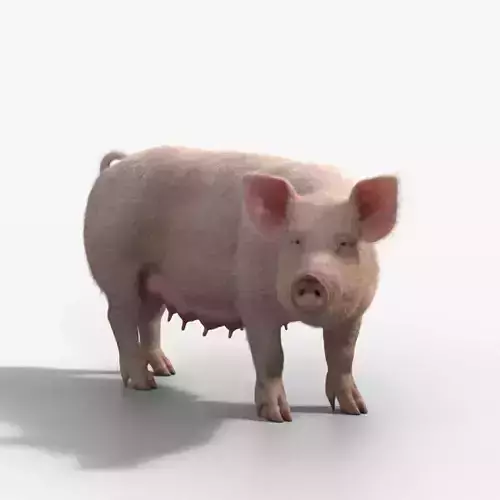 Female Pig with 2 Animations  VFX Grace 3D model