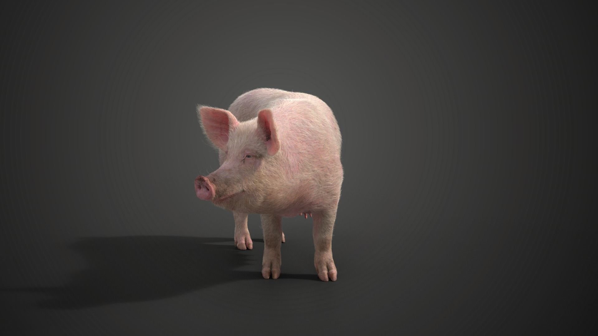 Female Pig with 2 Animations VFX Grace 3D model_6