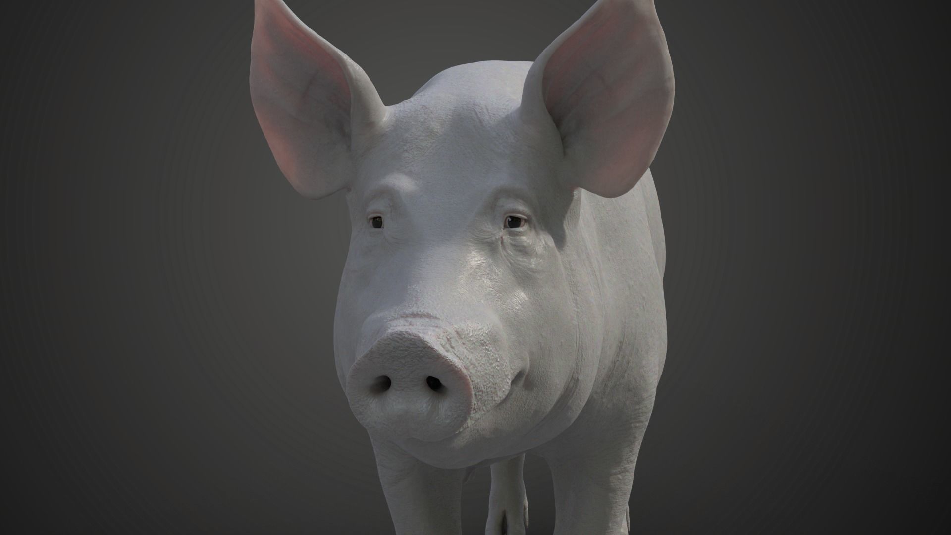 Female Pig with 2 Animations VFX Grace 3D model_11