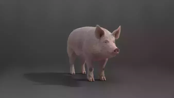 Male Pig with 7 Animations VFX Grace 3D model