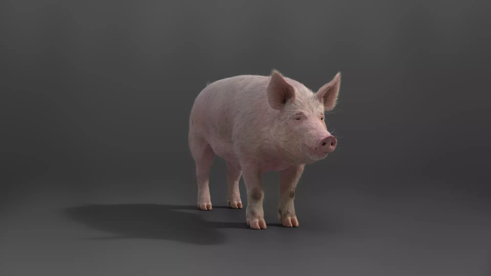 Male Pig with 7 Animations VFX Grace 3D model_0