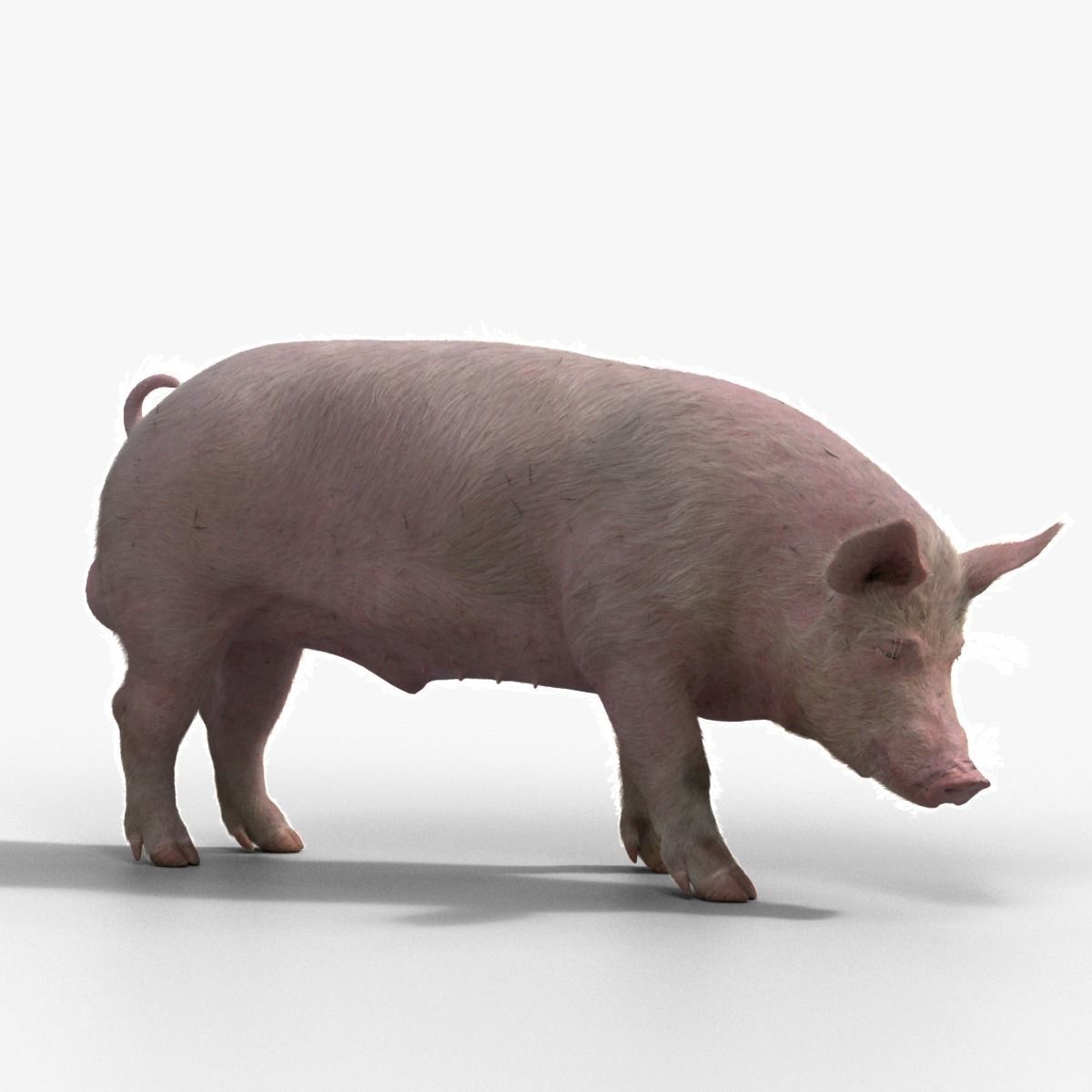 Male Pig with 7 Animations VFX Grace 3D model_14