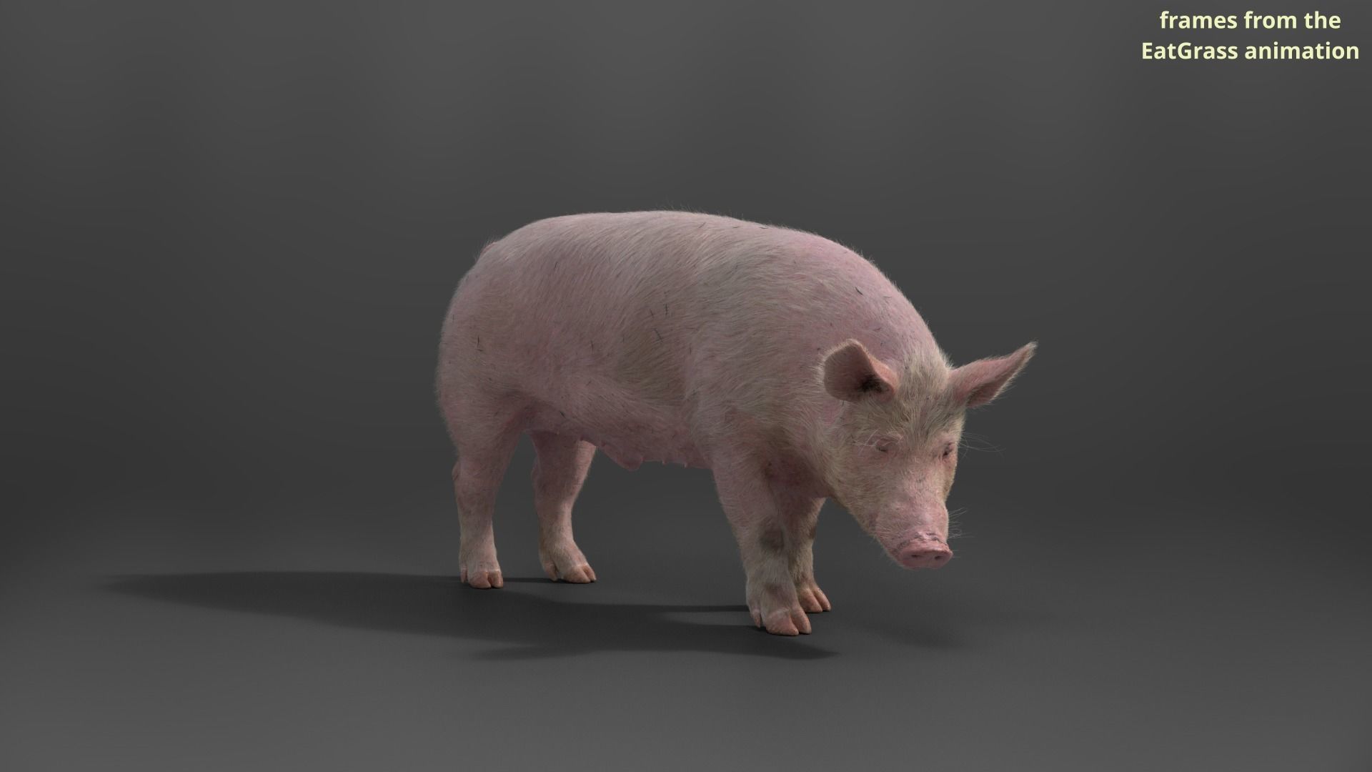 Male Pig with 7 Animations VFX Grace 3D model_10