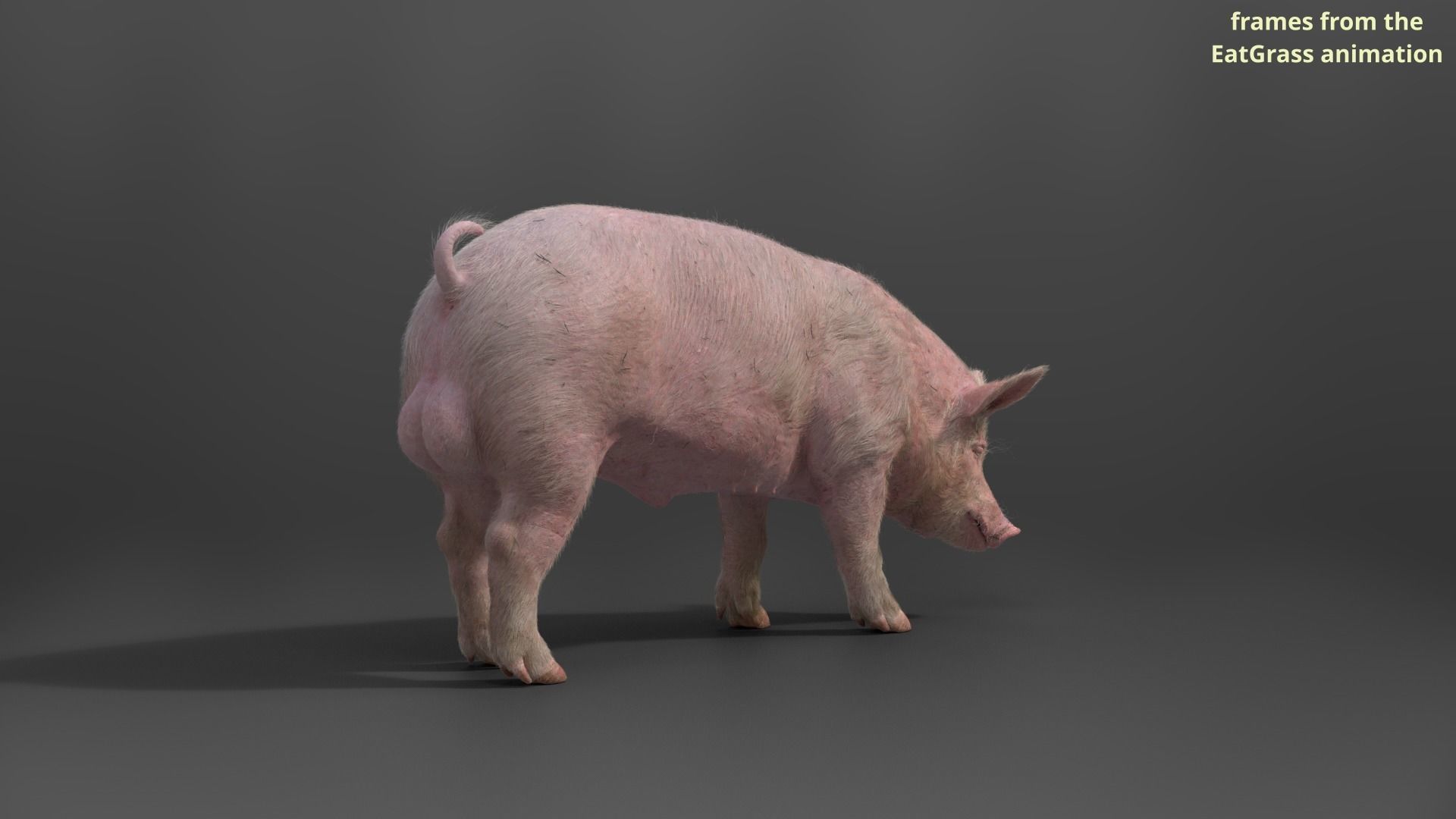 Male Pig with 7 Animations VFX Grace 3D model_12