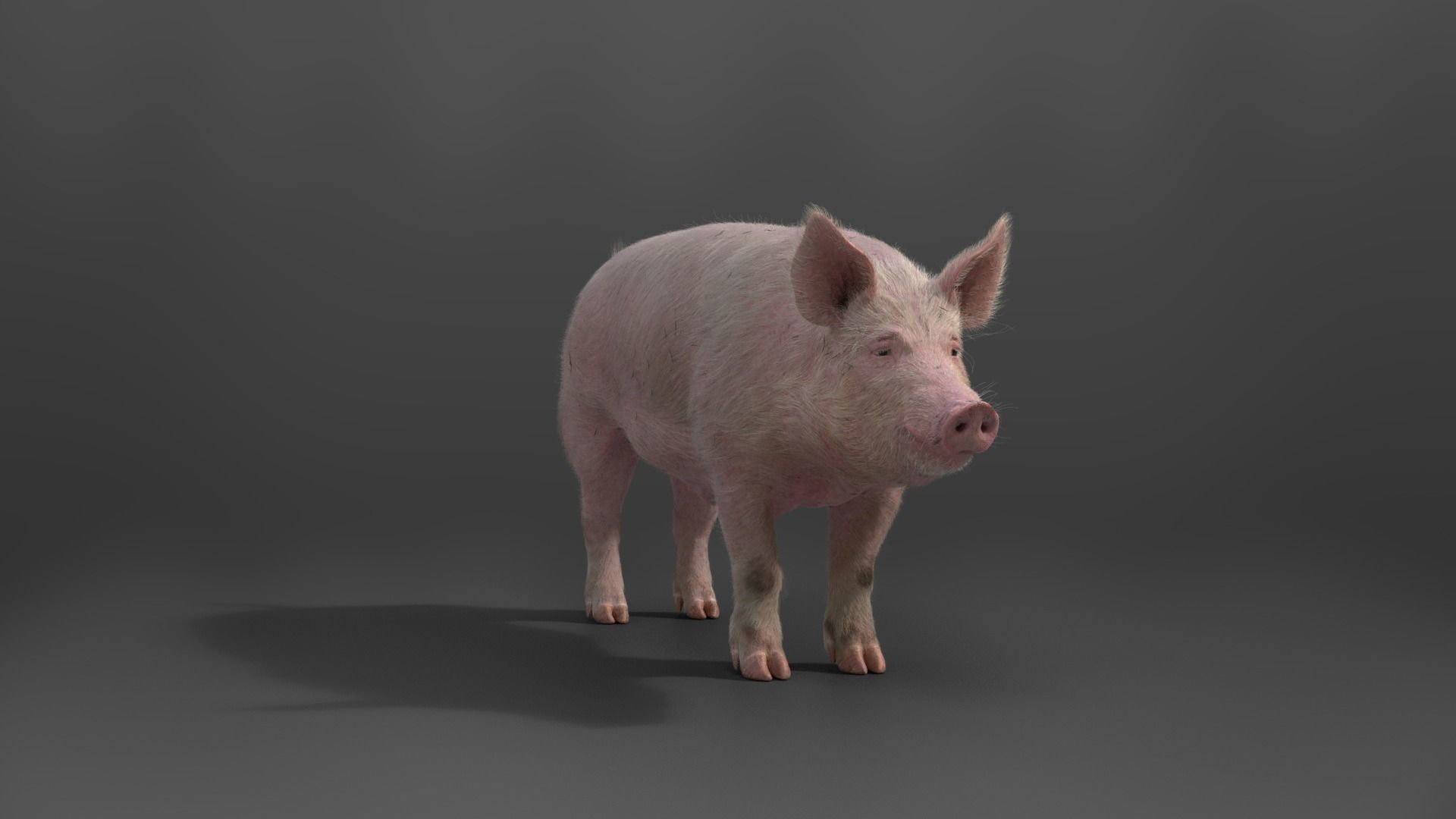 Male Pig with 2 Animations VFX Grace 3D model_4