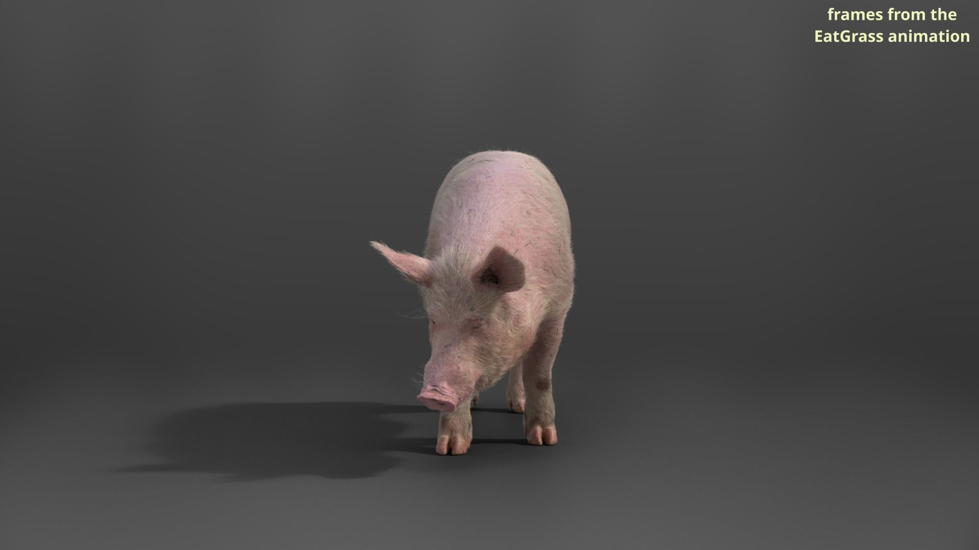 Male Pig with 2 Animations VFX Grace 3D model_5