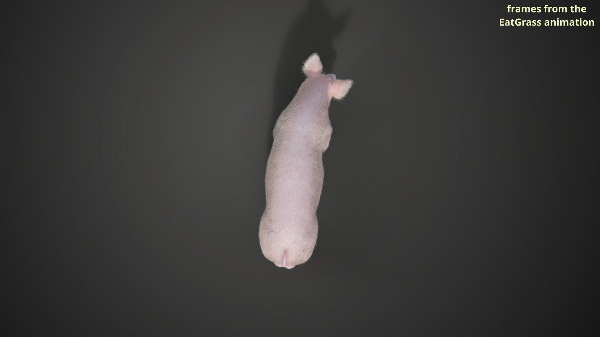 Male Pig with 2 Animations VFX Grace 3D model_12