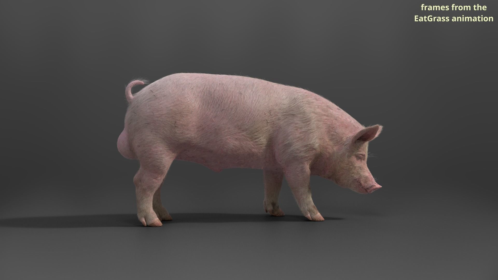 Male Pig with 2 Animations VFX Grace 3D model_8