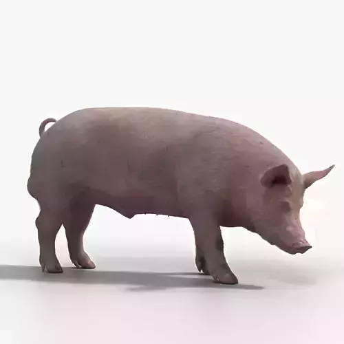 Male Pig with 2 Animations VFX Grace 3D model