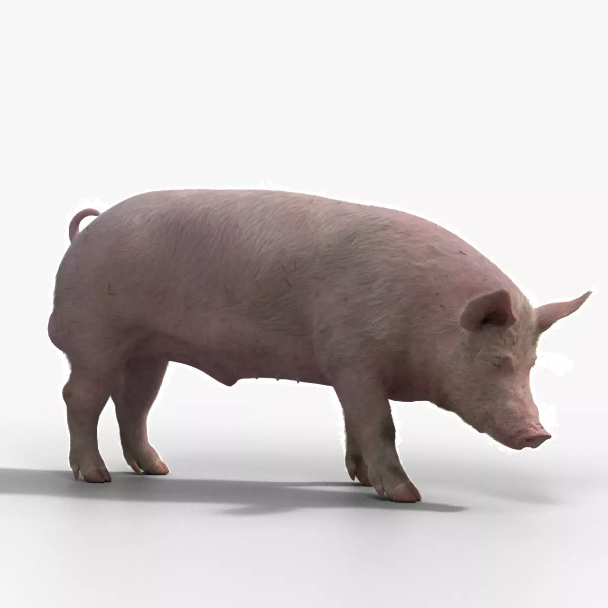 Male Pig with 2 Animations VFX Grace 3D model_0