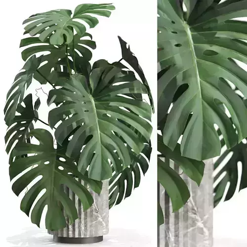 Plants collection 590 3D model