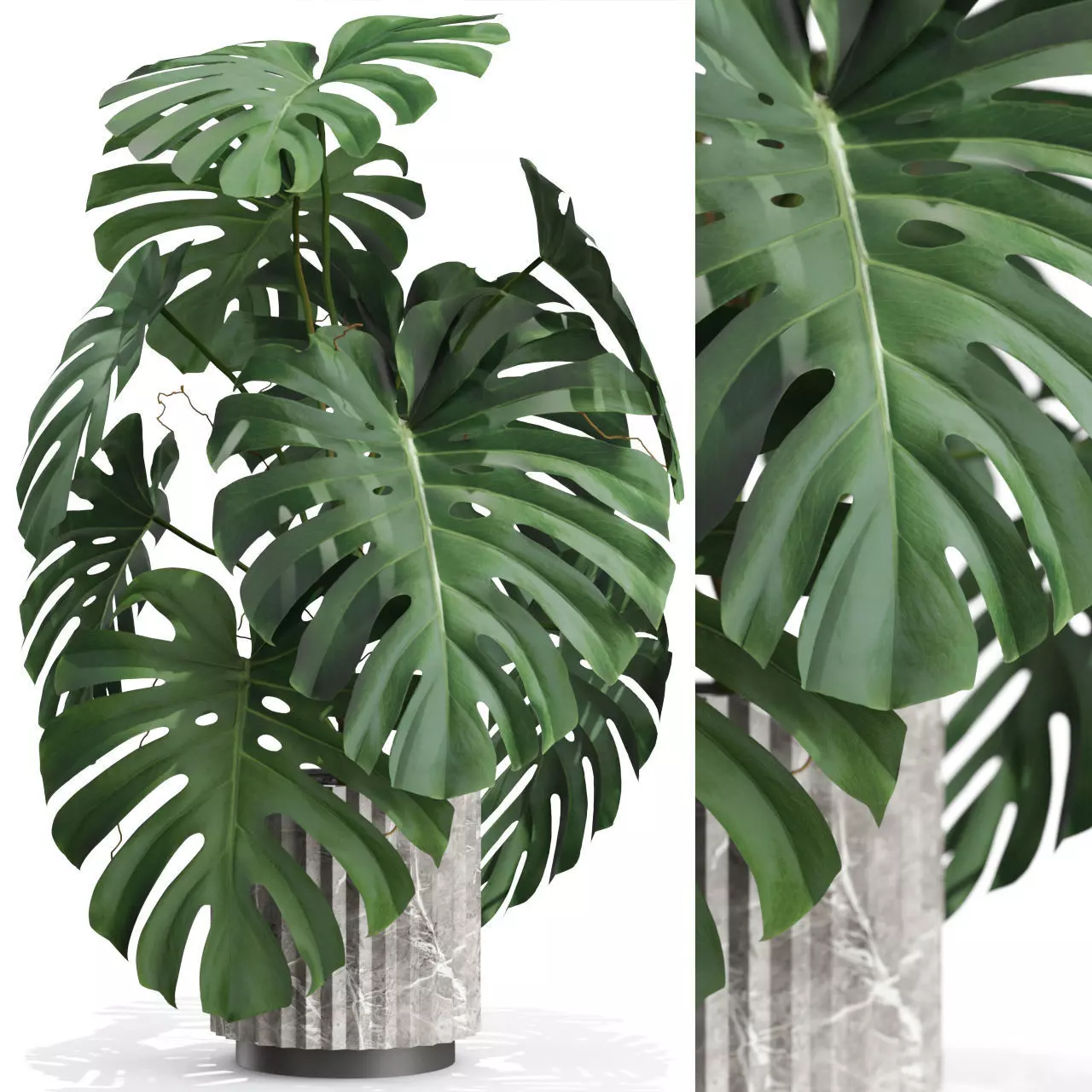 Plants collection 590 3D model_0