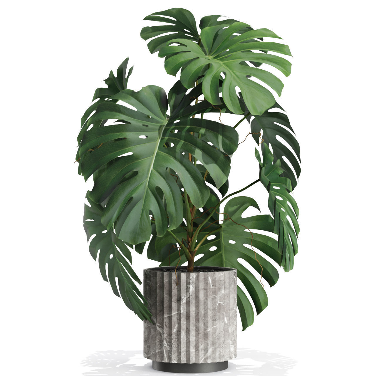 Plants collection 590 3D model_2