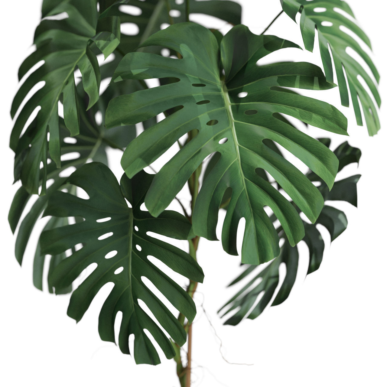 Plants collection 591 3D model_1