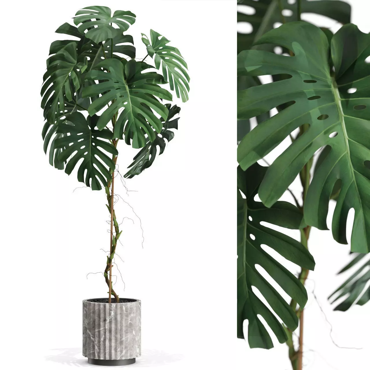Plants collection 591 3D model_0
