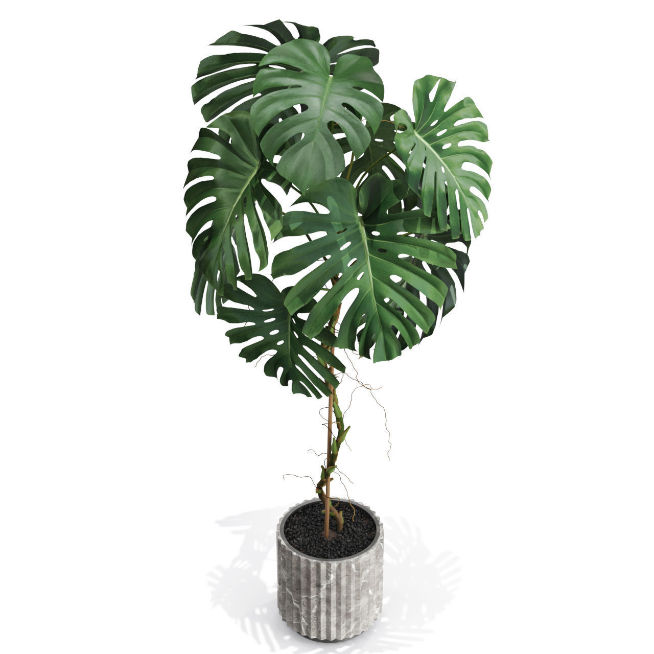 Plants collection 591 3D model_2