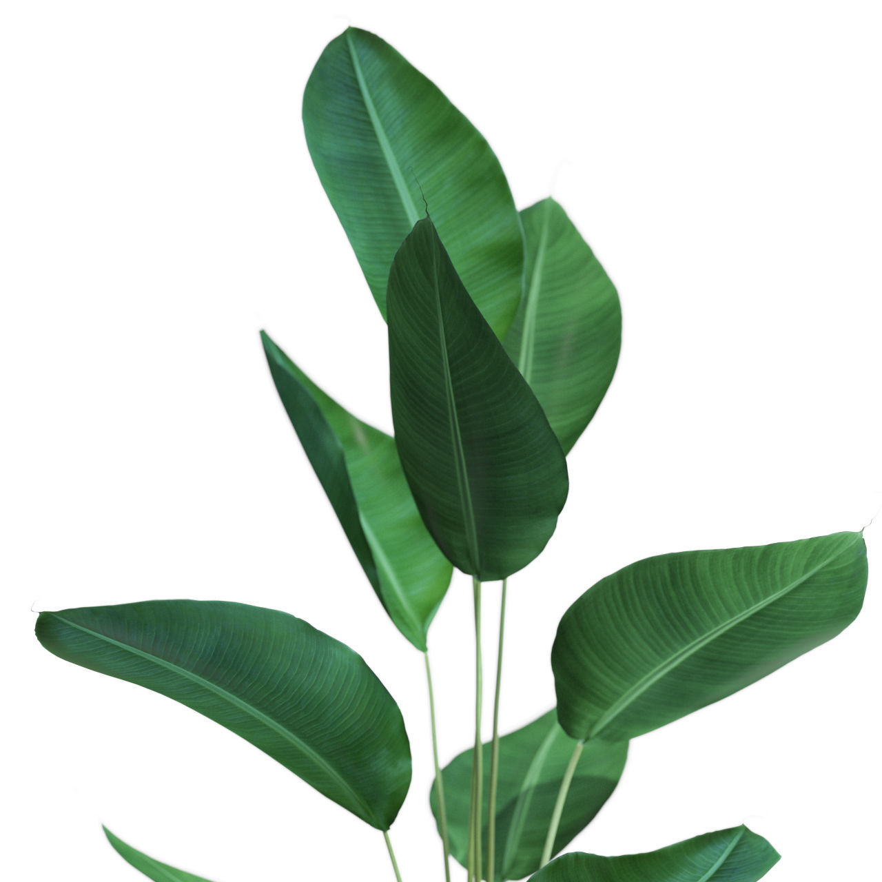 Plants collection 592 3D model_1
