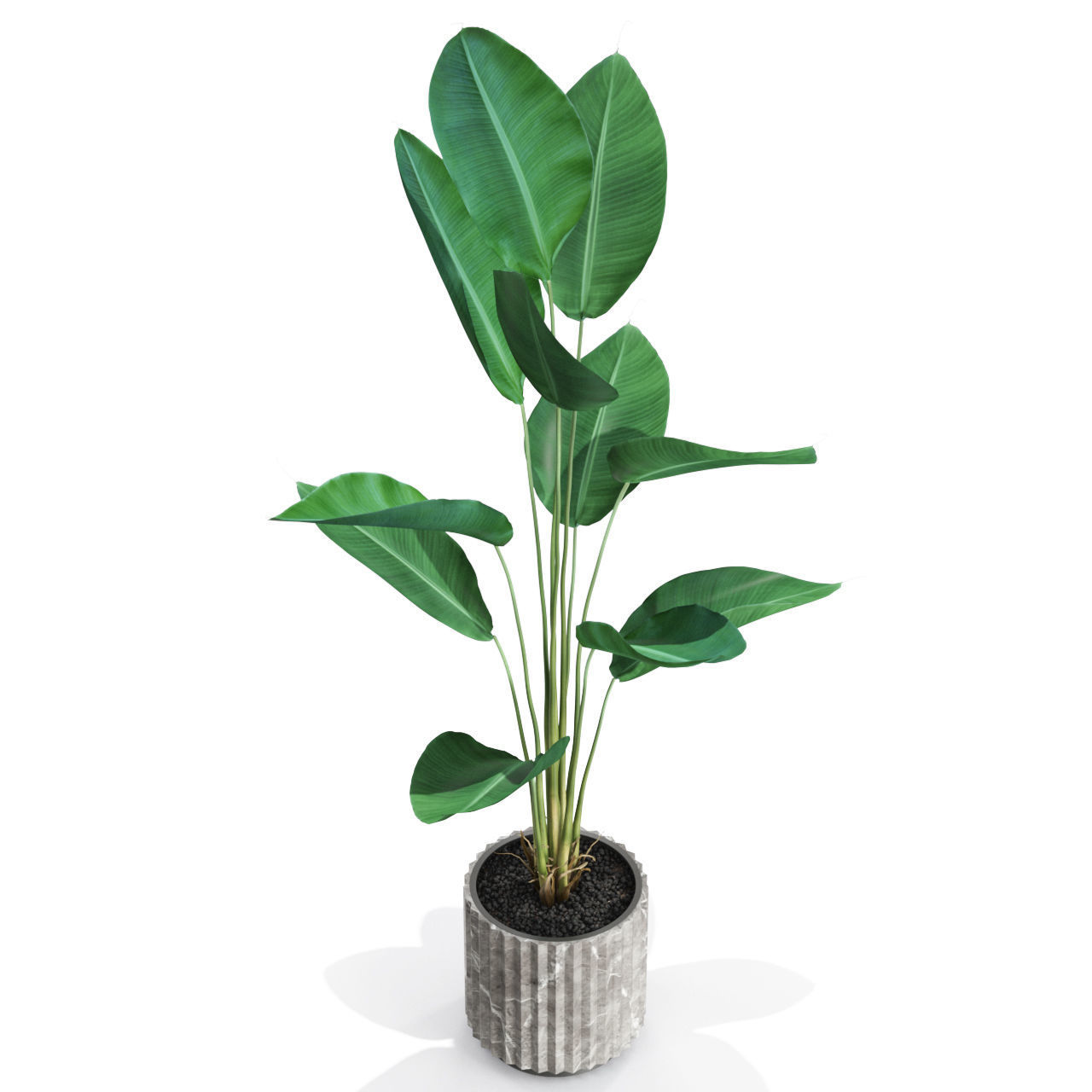 Plants collection 592 3D model_2