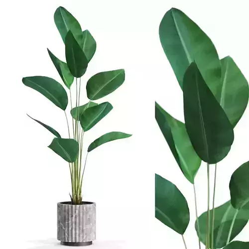 Plants collection 592 3D model