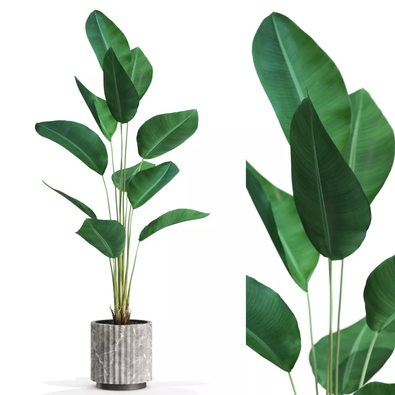 Plants collection 592 3D model_0