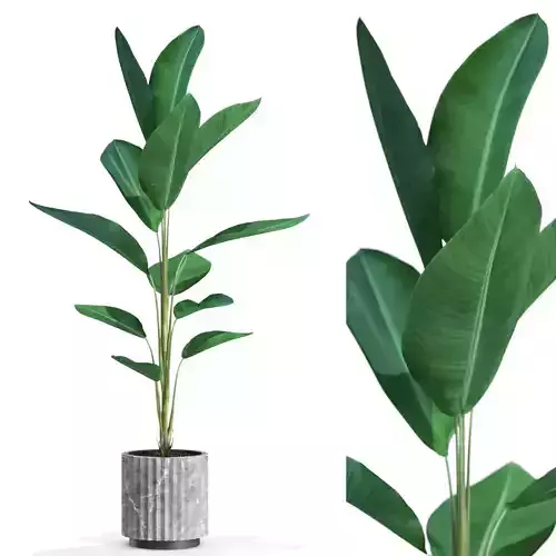 Plants collection 593 3D model