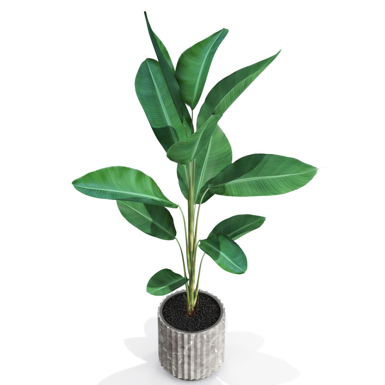 Plants collection 593 3D model_2