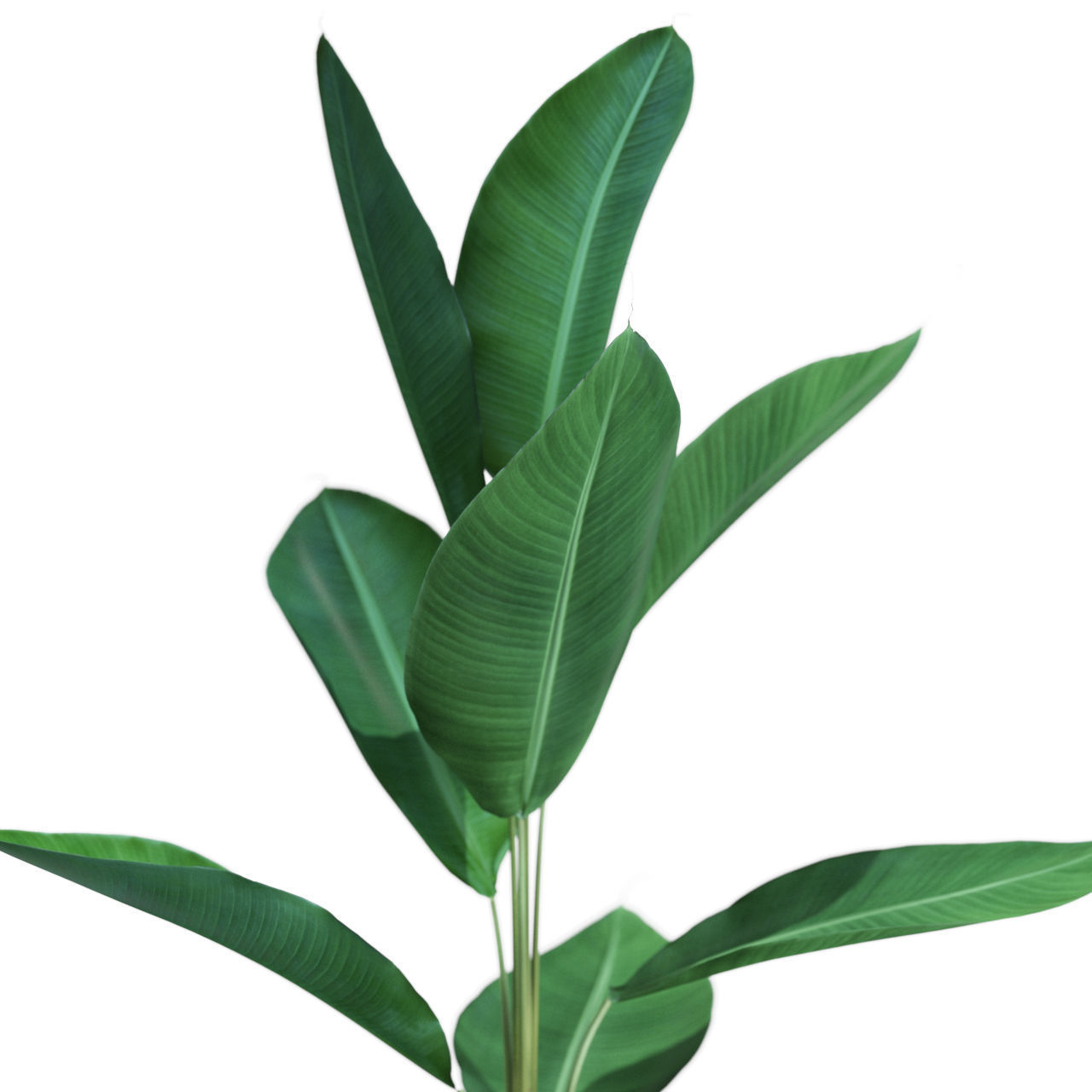 Plants collection 593 3D model_1