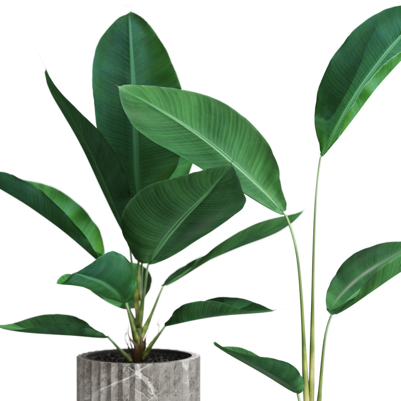 Plants collection 594 3D model_1