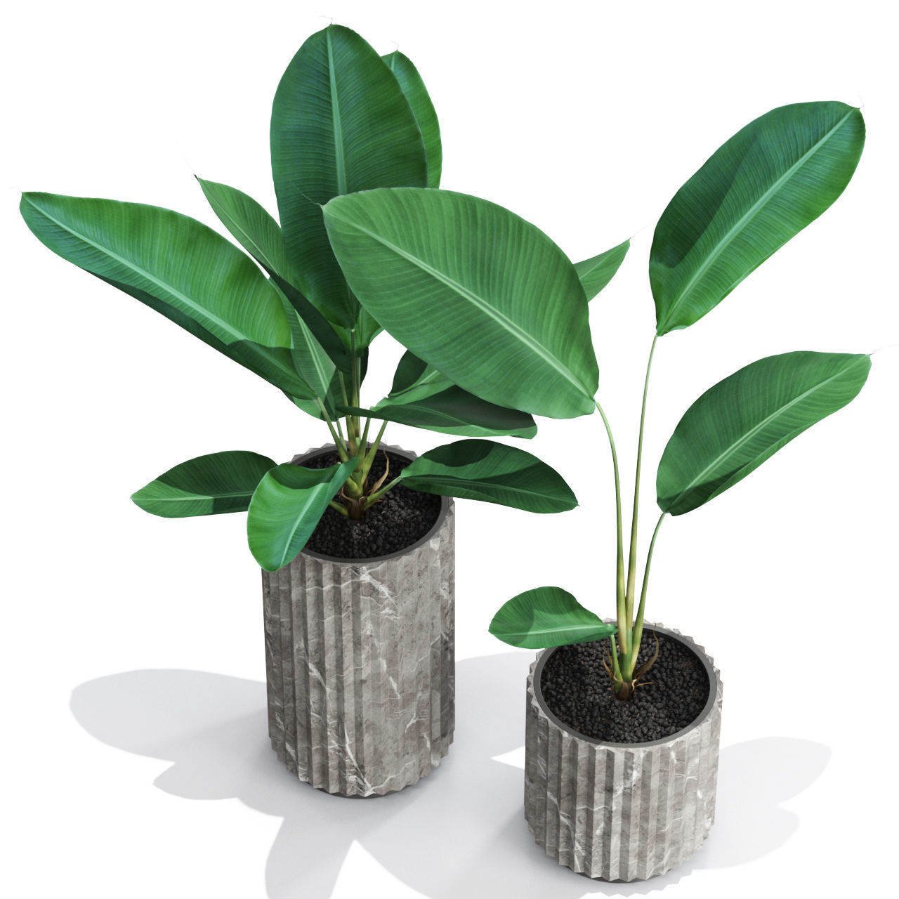 Plants collection 594 3D model_2