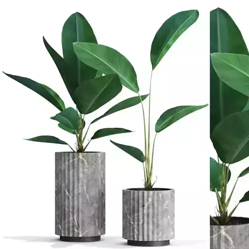 Plants collection 594 3D model