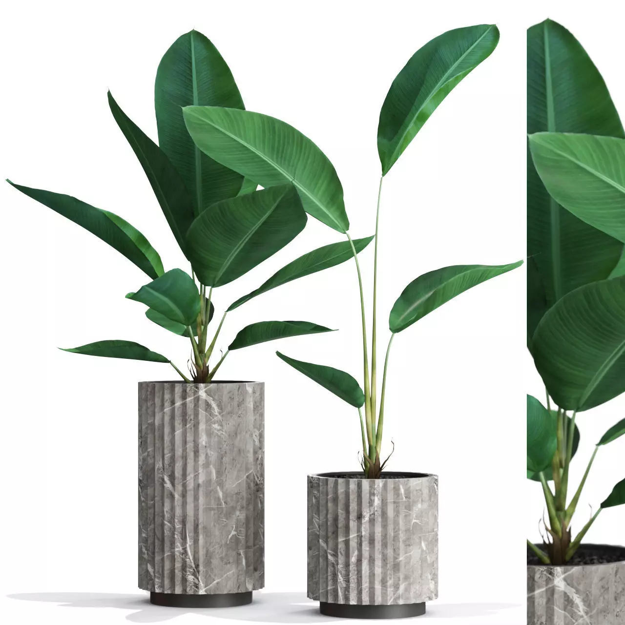 Plants collection 594 3D model_0