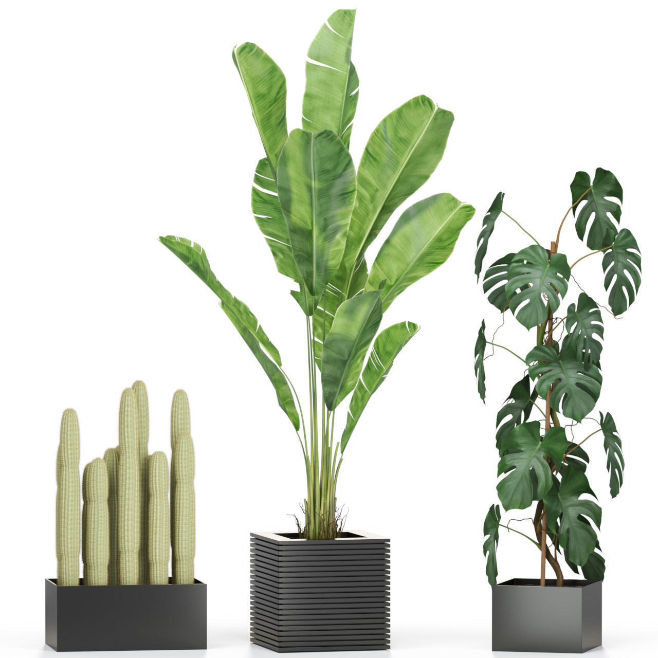 Plants collection 595 3D model_3