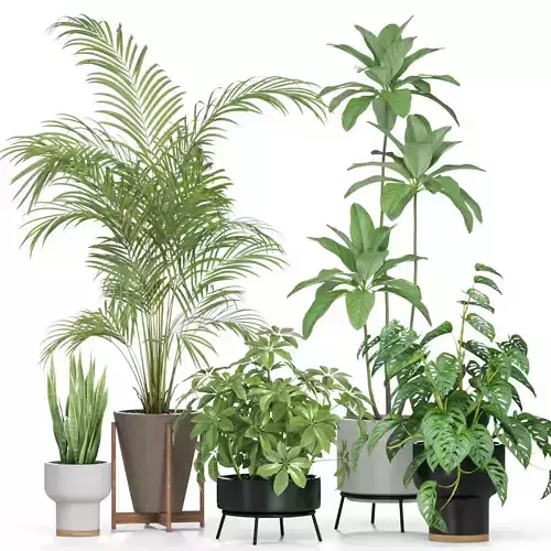 Plants collection 596