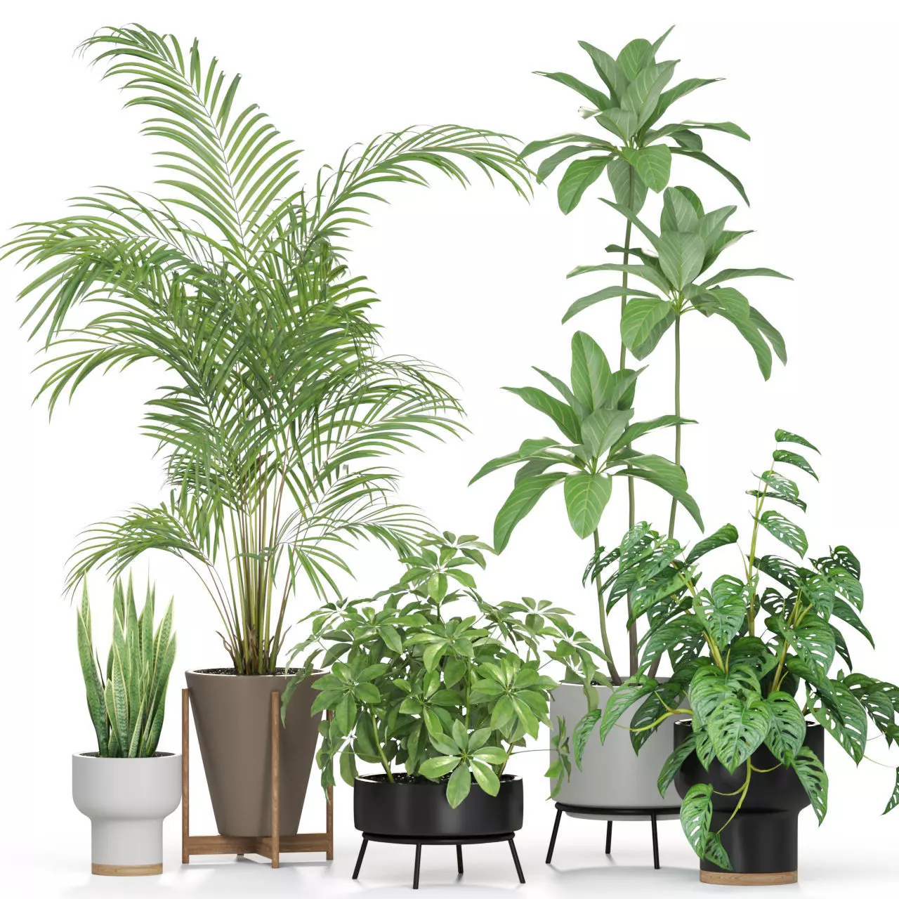 Plants collection 596 3D model