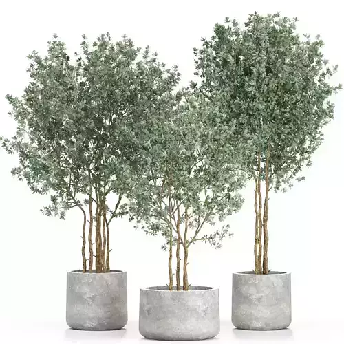 Plants collection 597