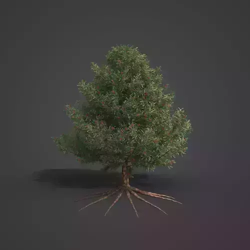 2021 PBR English Yew Collection - Taxus Baccata  3D model