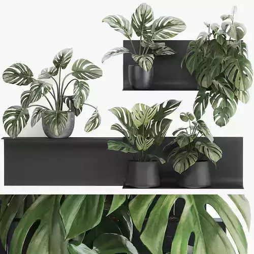 Decorative shelf with flowers monstera in pots 71