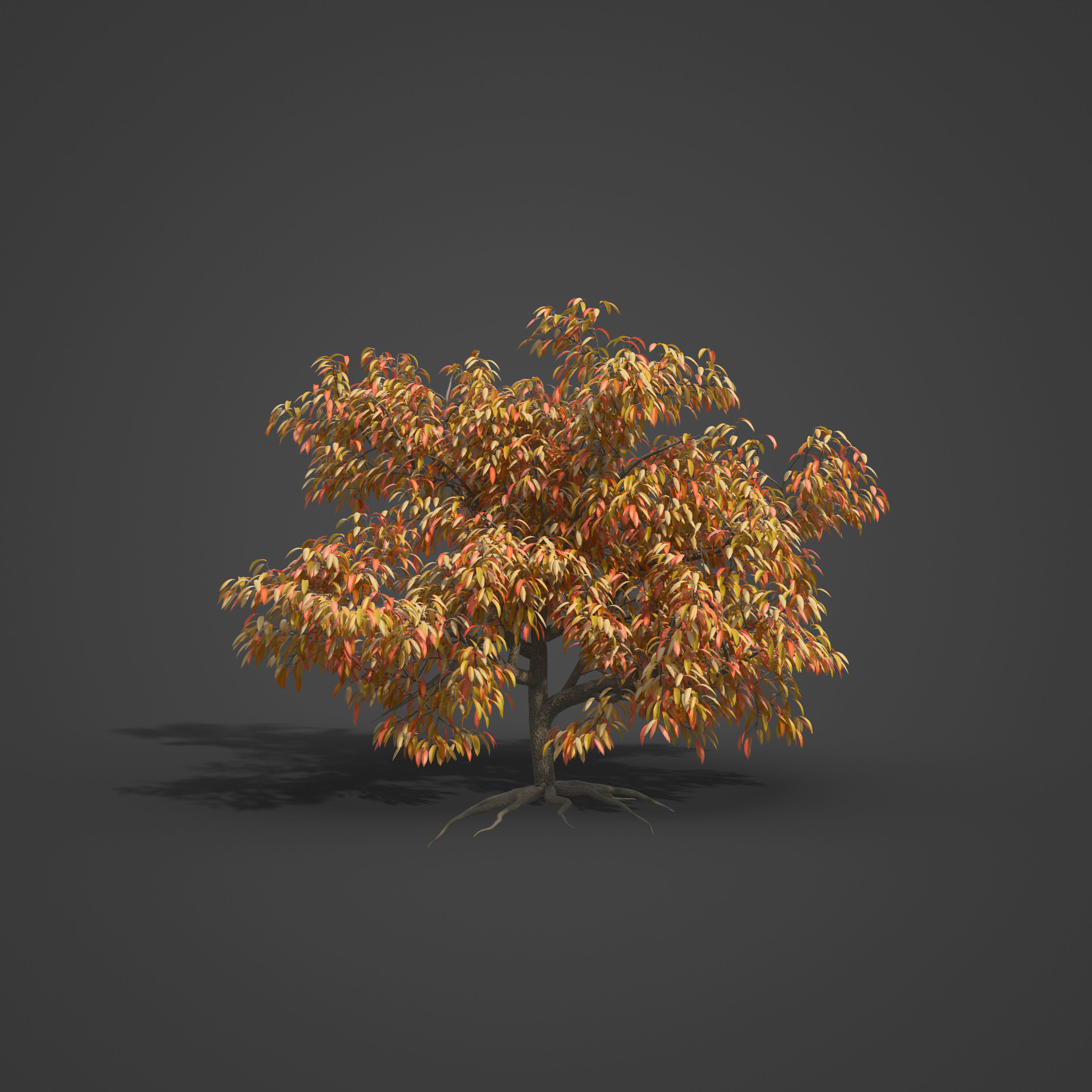 2021 PBR Peach Tree Collection - Prunus Persica  Free 3D model_5