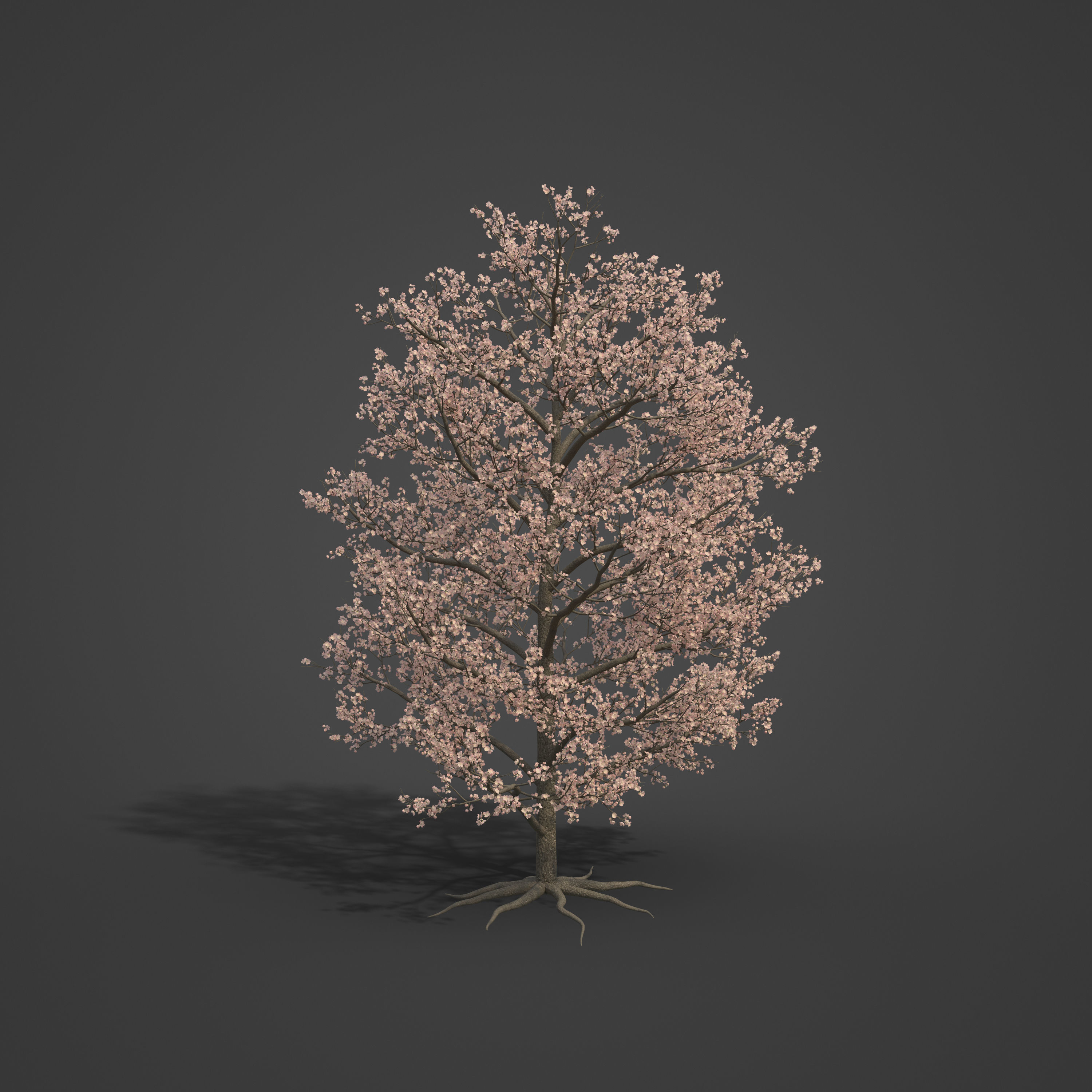2021 PBR Peach Tree Collection - Prunus Persica  Free 3D model_6