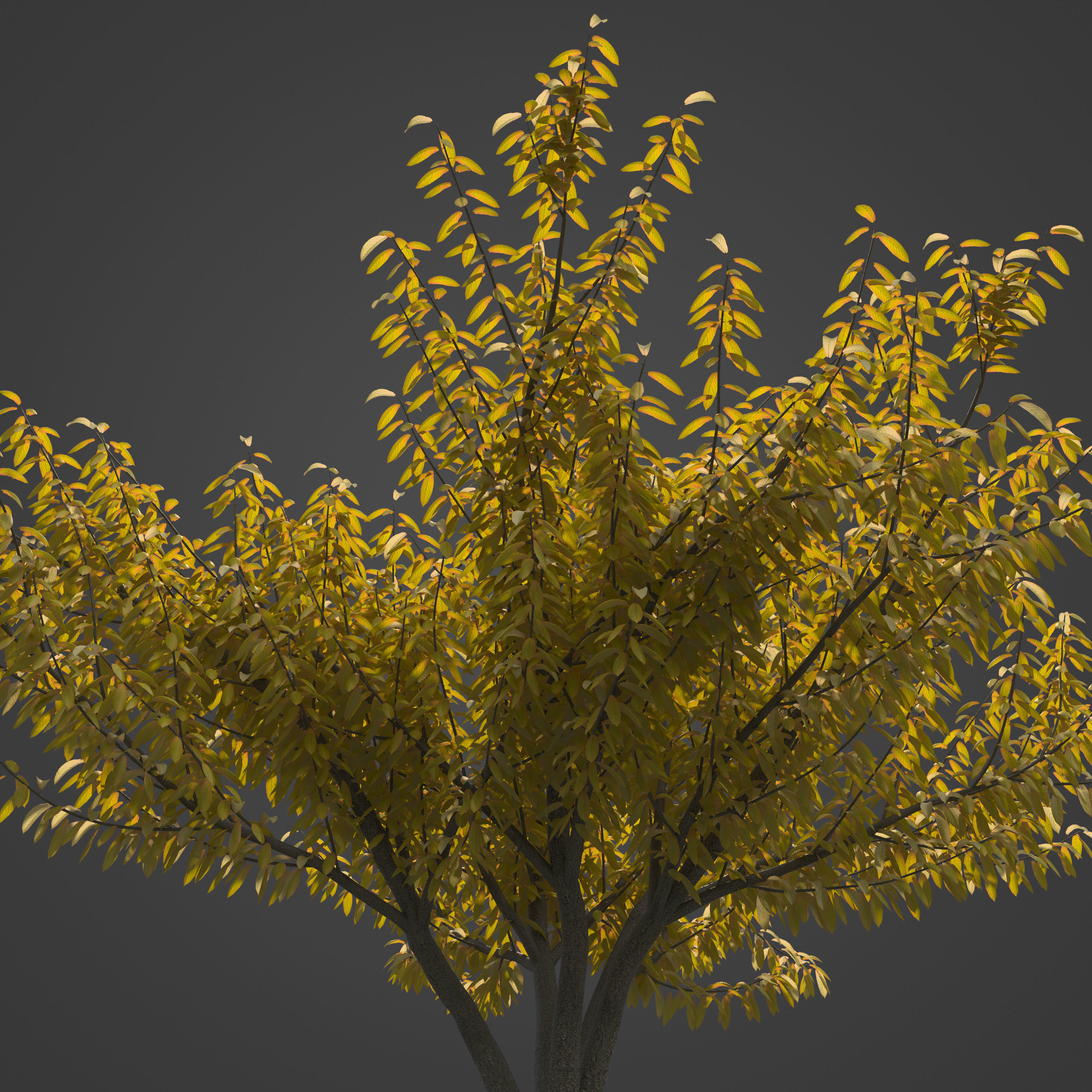 2021 PBR Peach Tree Collection - Prunus Persica  Free 3D model_7
