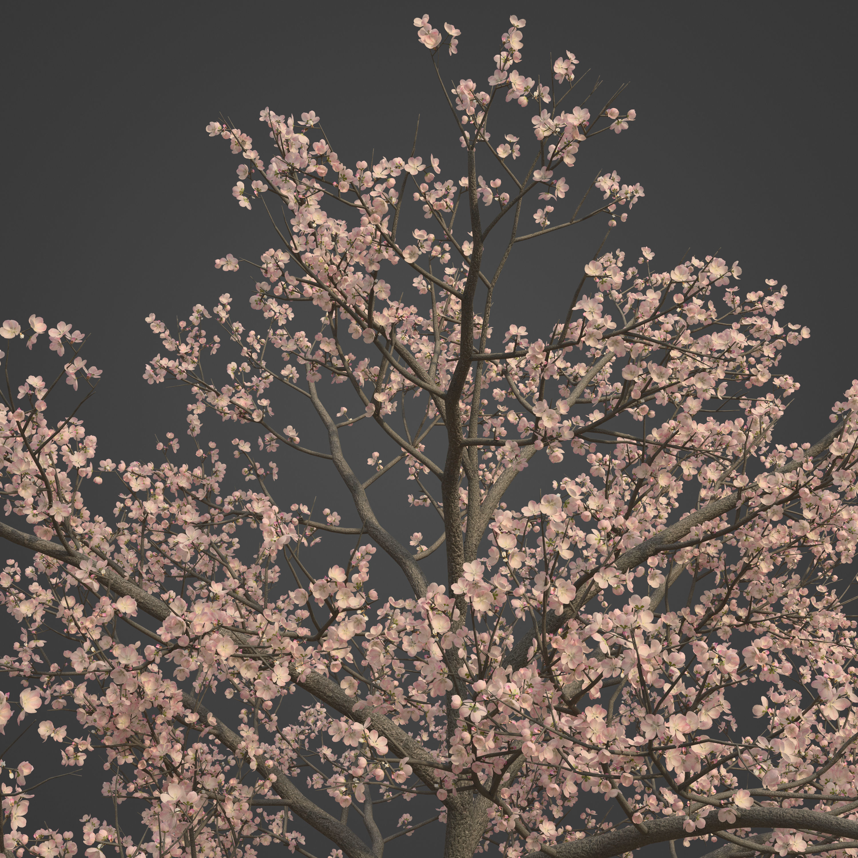 2021 PBR Peach Tree Collection - Prunus Persica  Free 3D model_8