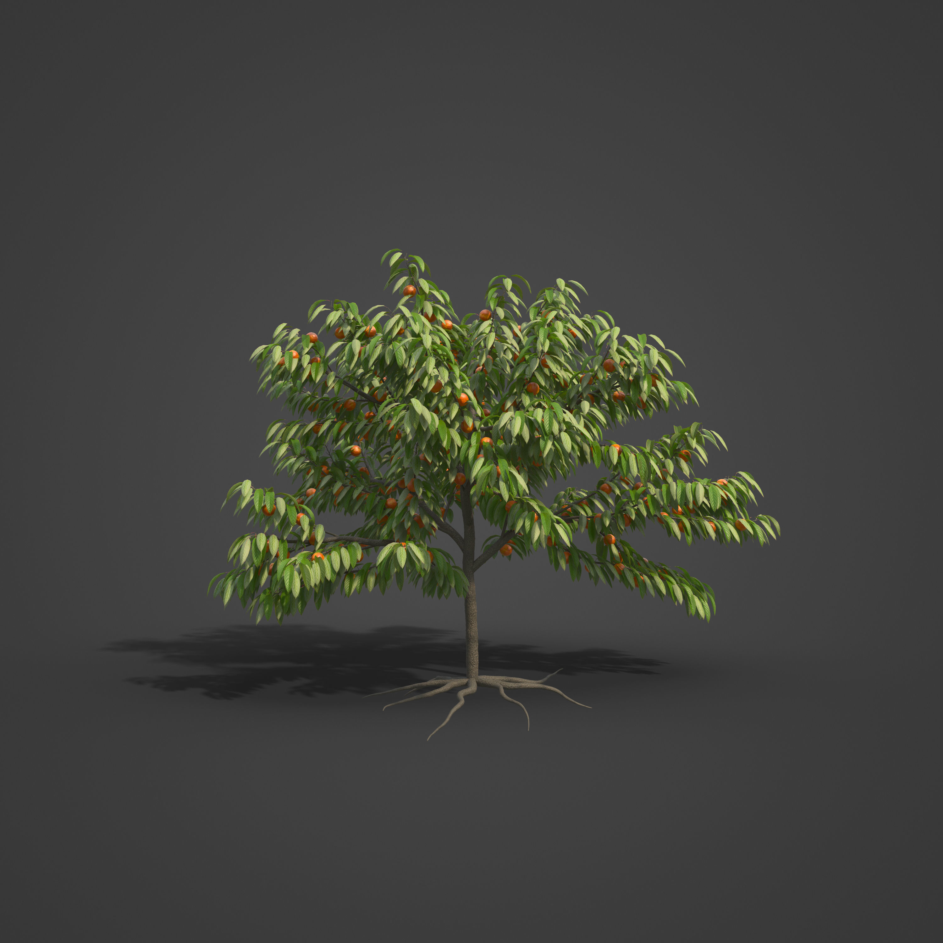 2021 PBR Peach Tree Collection - Prunus Persica  Free 3D model_9