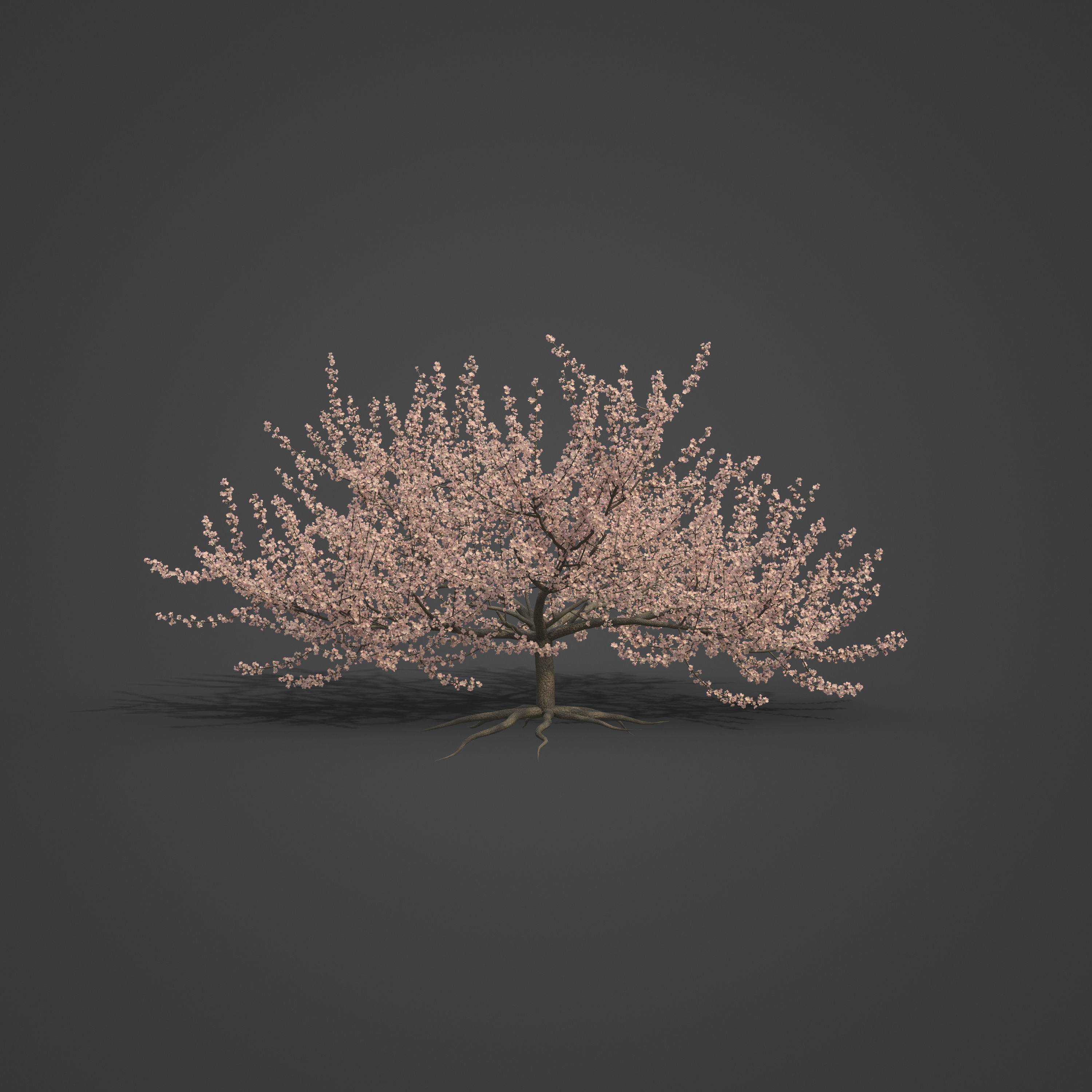 2021 PBR Peach Tree Collection - Prunus Persica  Free 3D model_4