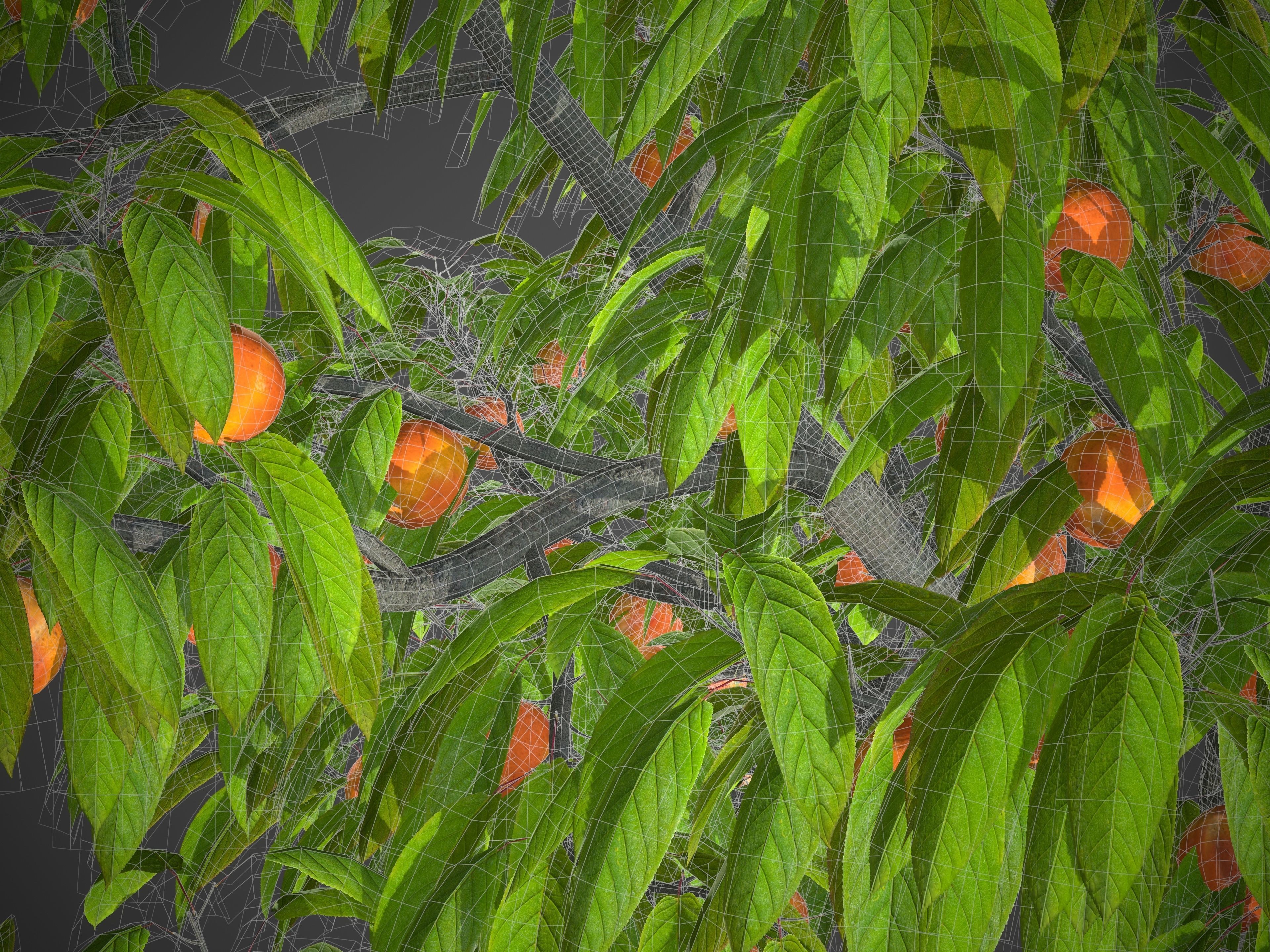 2021 PBR Peach Tree Collection - Prunus Persica  Free 3D model_3