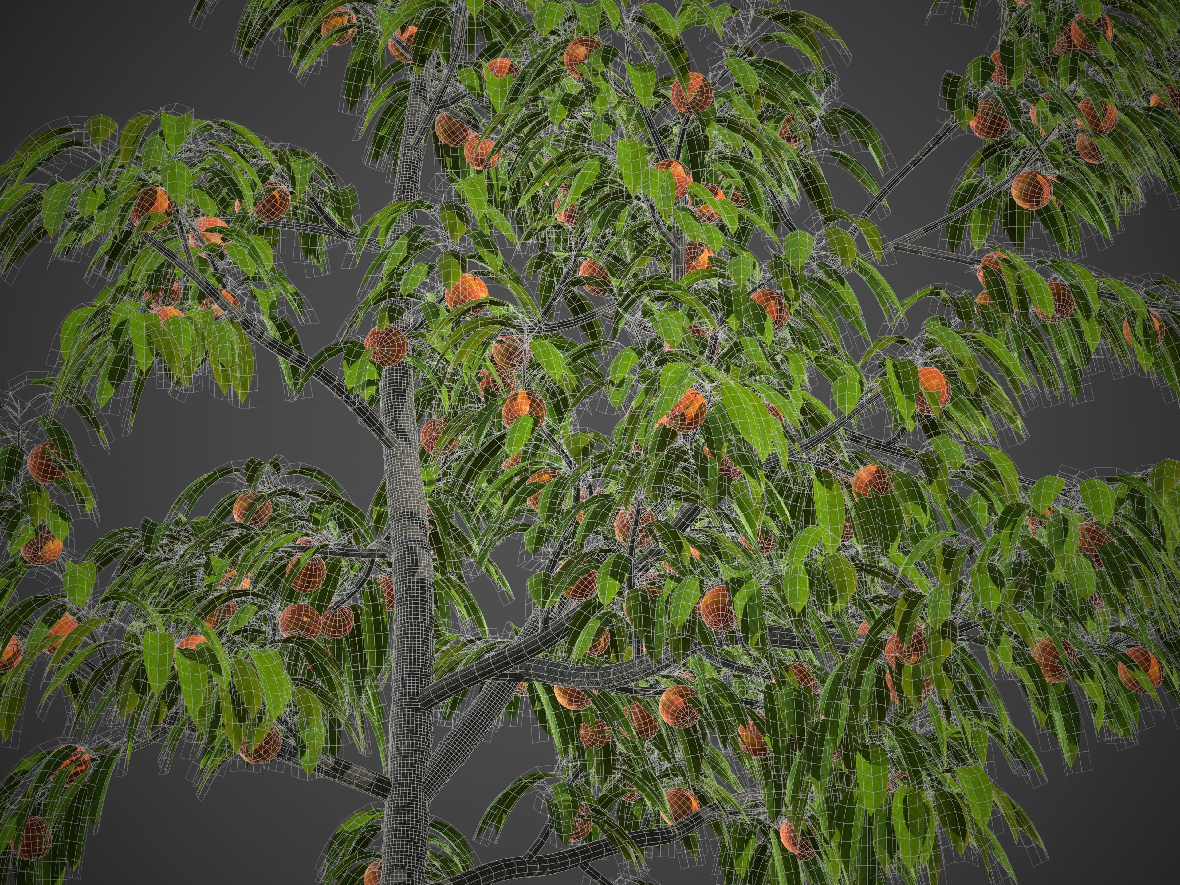 2021 PBR Peach Tree Collection - Prunus Persica  Free 3D model_2