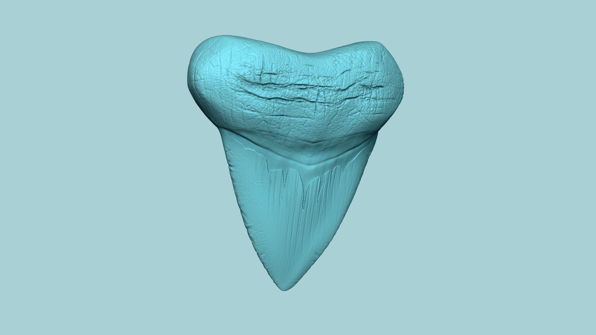 Megalodon Tooth - Jurassic Fossile Real Size - STL 3D print model_1